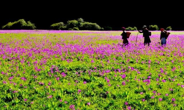 这个秋天，最美泸沽湖那一抹黄色！ (11).jpg