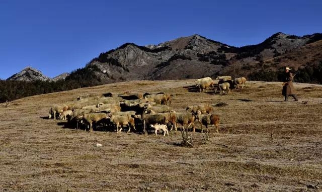 这个秋天，最美泸沽湖那一抹黄色！ (13).jpg