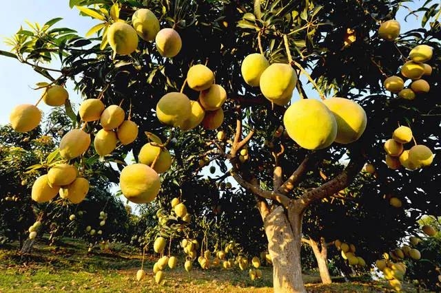 华坪县：“党建 ” 催开产业致富花——华坪县党建引领走好产业扶贫之路 (3).jpg