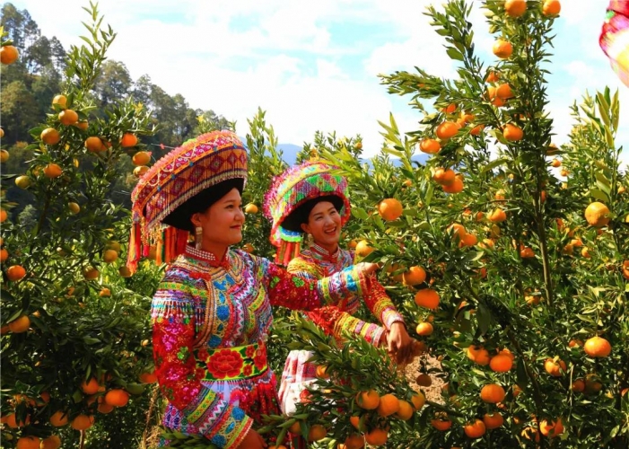 华坪县：“党建 ” 催开产业致富花——华坪县党建引领走好产业扶贫之路 (4).jpg