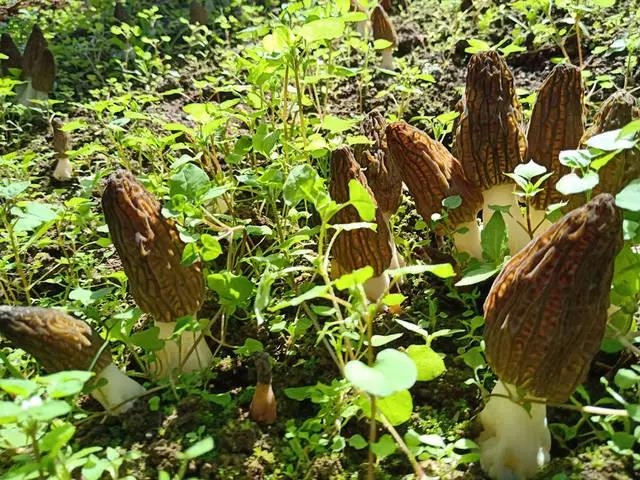 华坪县：“党建 ” 催开产业致富花——华坪县党建引领走好产业扶贫之路 (5).jpg