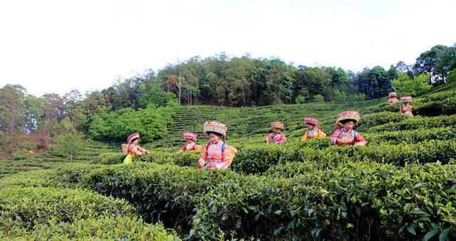 华坪县：“党建 ” 催开产业致富花——华坪县党建引领走好产业扶贫之路 (9).jpg