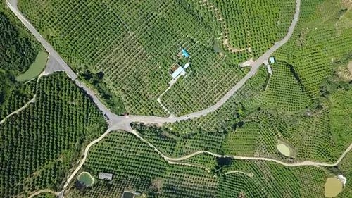 华坪县：“党建 ” 催开产业致富花——华坪县党建引领走好产业扶贫之路 (8).jpg