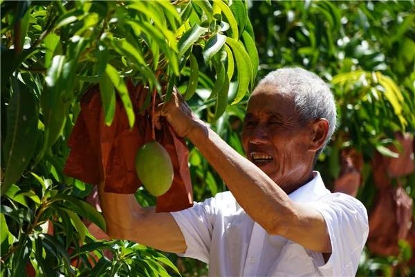 石龙坝镇芒果种植面积达16.60万亩、总产值达10 (2).jpg