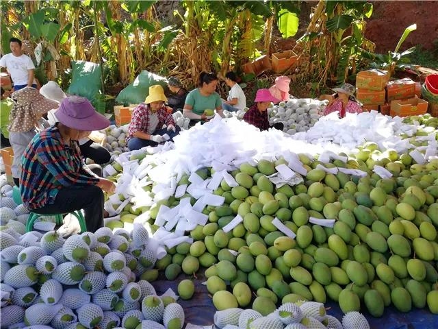 石龙坝镇芒果种植面积达16.60万亩、总产值达10 (9).jpg