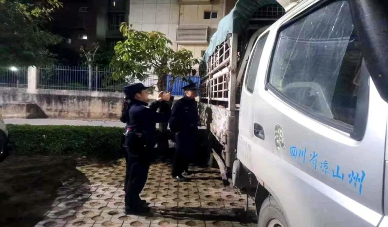 群众求助！发现12只大肥猪 “无证露宿”，短短1个多小时解决问题 (1).jpg