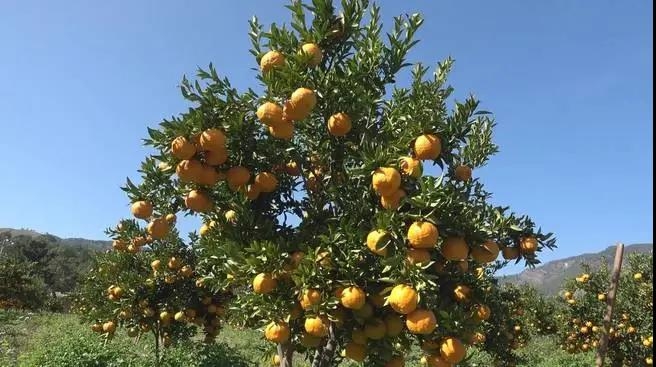 华坪：冬日暖阳好康养 品橘采摘正当时3.jpg