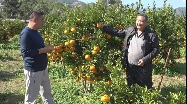 华坪：冬日暖阳好康养 品橘采摘正当时2.jpg