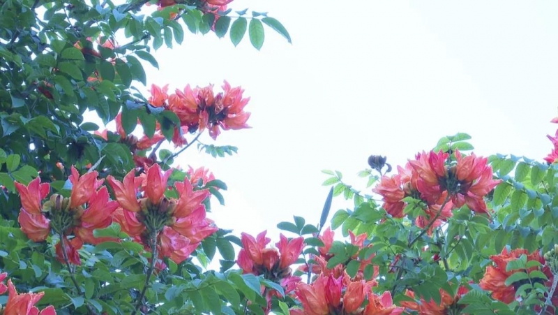 赏冬花冬景 醉美华坪城3.jpg