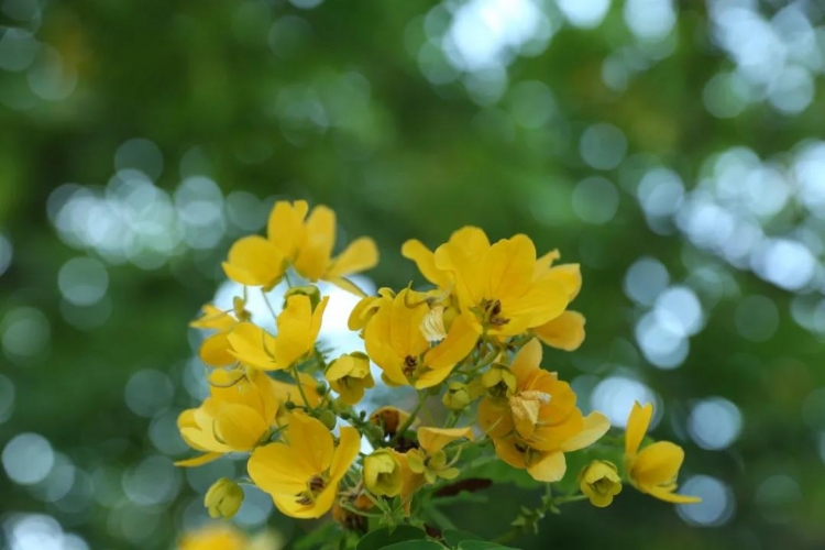 赏冬花冬景 醉美华坪城5.jpg