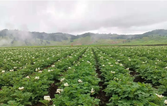 宁蒗一新项目签约，投资总预算3 (1).png