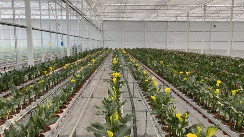 “美丽经济” 看丽江古城区花卉产业如何“绽放” (2).jpg