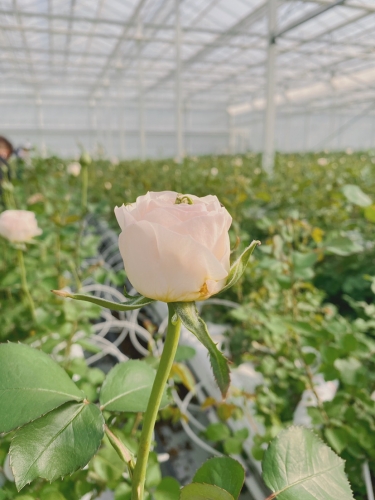 “美丽经济” 看丽江古城区花卉产业如何“绽放” (5).jpg