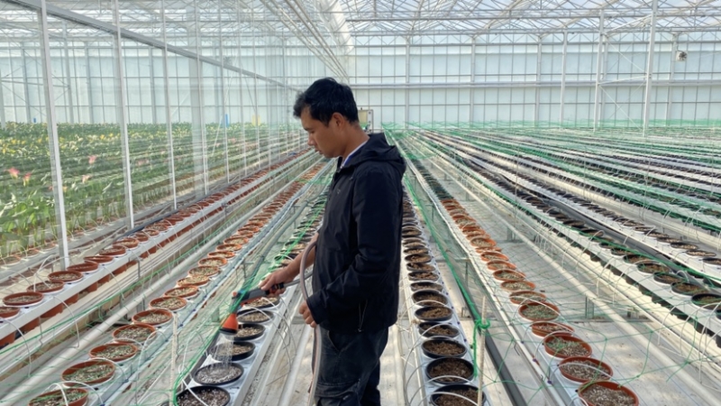 “美丽经济” 看丽江古城区花卉产业如何“绽放” (4).jpg