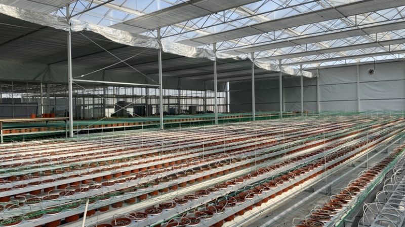 “美丽经济” 看丽江古城区花卉产业如何“绽放” (8).jpg