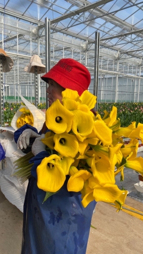 “美丽经济” 看丽江古城区花卉产业如何“绽放” (9).jpg