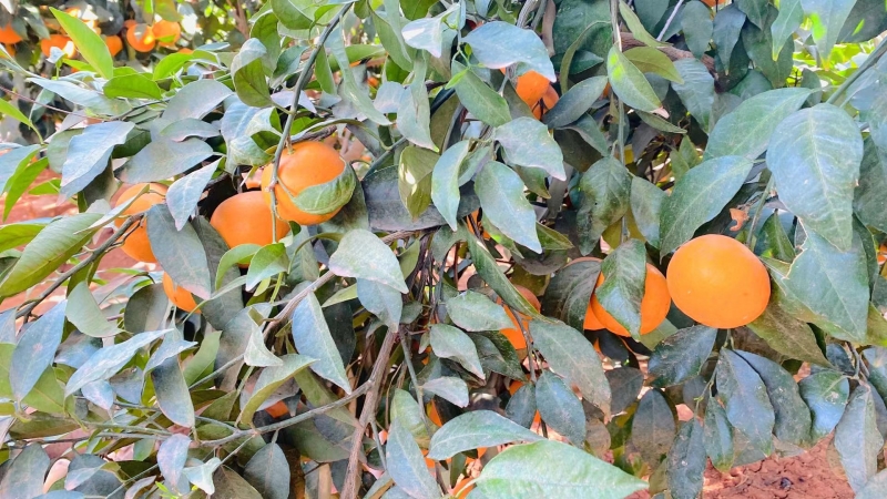 生态水果产业快速发展，永胜沃柑甜在舌尖，更甜在群众心头 (2).jpg