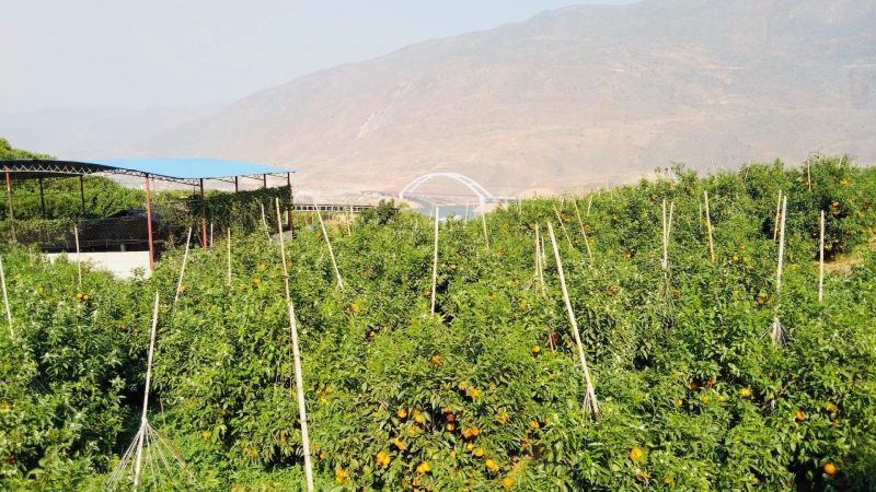 生态水果产业快速发展，永胜沃柑甜在舌尖，更甜在群众心头 (3).jpg