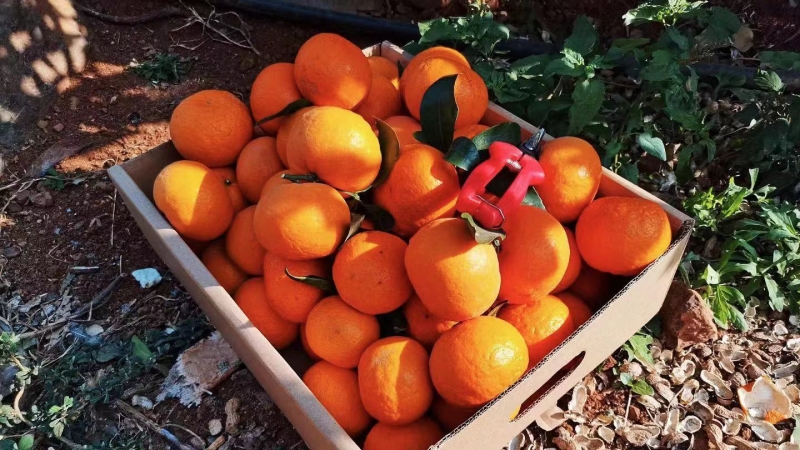 生态水果产业快速发展，永胜沃柑甜在舌尖，更甜在群众心头 (4).jpg