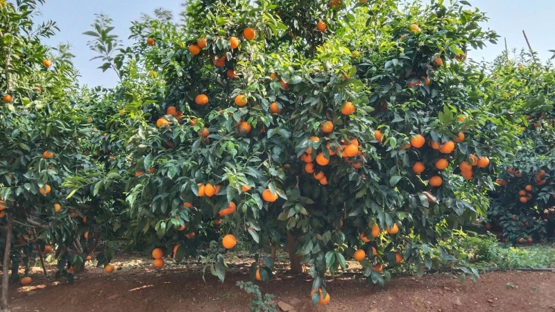 生态水果产业快速发展，永胜沃柑甜在舌尖，更甜在群众心头 (1).jpg