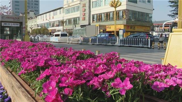 5年打造国际花园城市，丽江打造11条生态花卉主题街道 (1).jpg