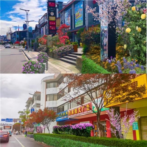 5年打造国际花园城市，丽江打造11条生态花卉主题街道 (5).jpg