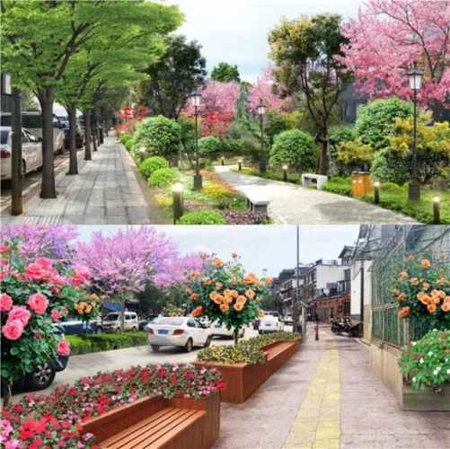 5年打造国际花园城市，丽江打造11条生态花卉主题街道 (7).jpg