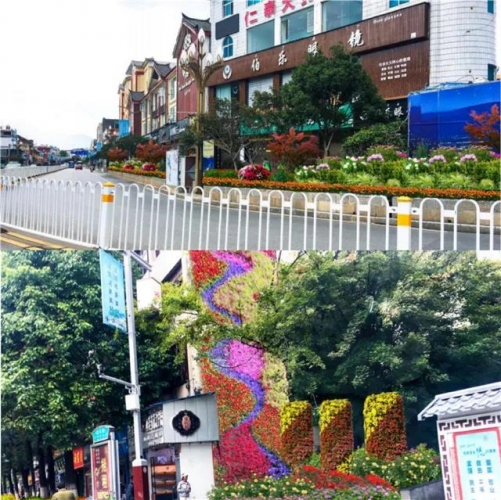 5年打造国际花园城市，丽江打造11条生态花卉主题街道 (6).jpg