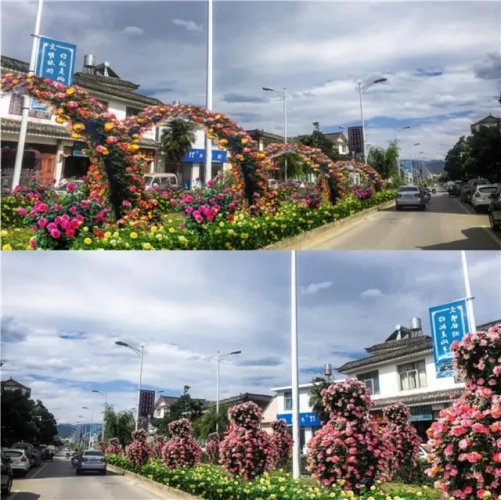 5年打造国际花园城市，丽江打造11条生态花卉主题街道 (9).jpg