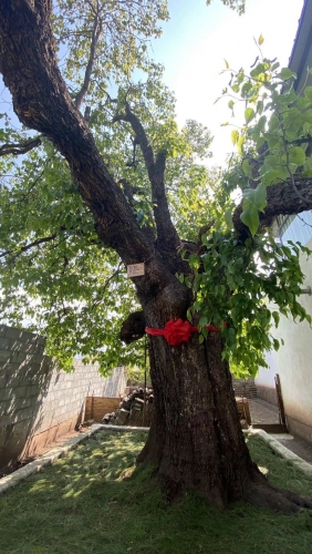 丽江一村民后院惊现500年高龄的梨树  明朝时就存在了 (3).jpg