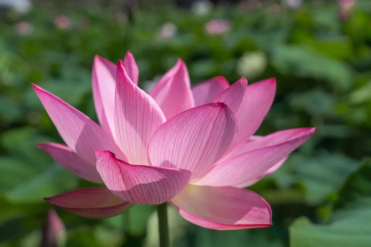 华丽高速丽江至永胜段已恢复通车，走，去三川看荷花！ (3).jpg