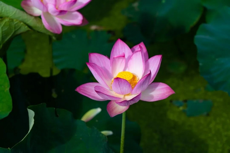 华丽高速丽江至永胜段已恢复通车，走，去三川看荷花！ (1).jpg