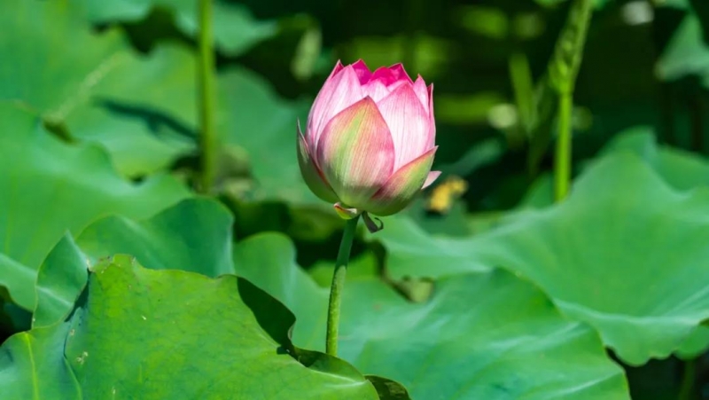 华丽高速丽江至永胜段已恢复通车，走，去三川看荷花！ (5).jpg