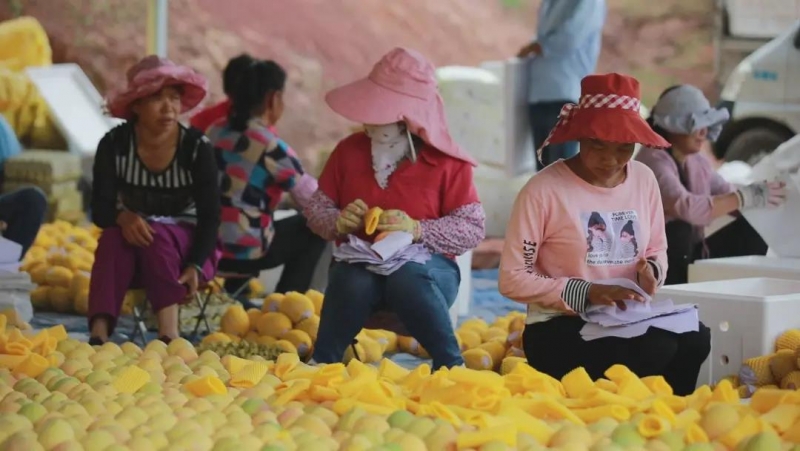 华坪县规范芒果销售市场 芒果按品质分级销售.jpg
