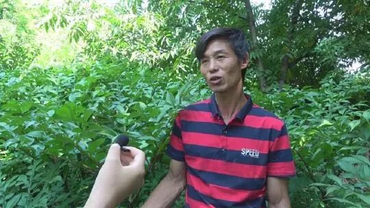 华坪：1.5万亩魔芋，预计产值2亿元 (2).jpg