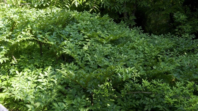 华坪：1.5万亩魔芋，预计产值2亿元 (1).jpg