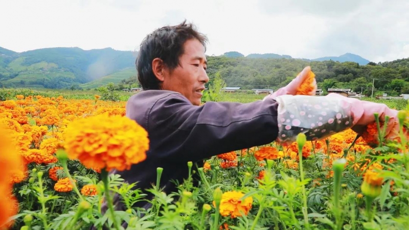 华坪县通达乡丁王村万寿菊喜获丰收 铺就致富“黄金路”.jpg