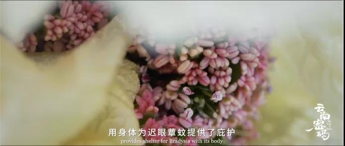 COP15云南宣传片发布！《云南密码》为您解密云南5.jpg