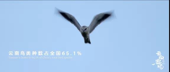 COP15云南宣传片发布！《云南密码》为您解密云南16.jpg