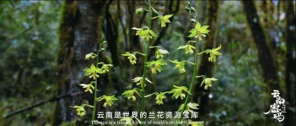 COP15云南宣传片发布！《云南密码》为您解密云南20.jpg