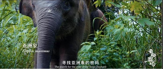 COP15云南宣传片发布！《云南密码》为您解密云南24.jpg
