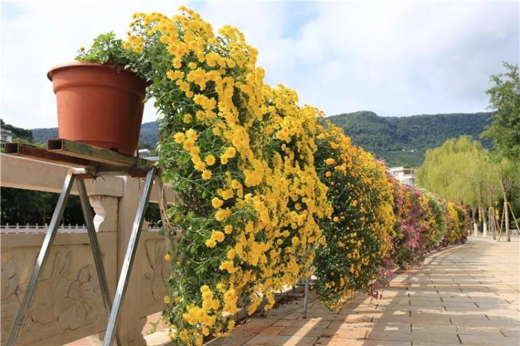 金秋十月菊花怒放 华坪县城景色美如画1.jpg