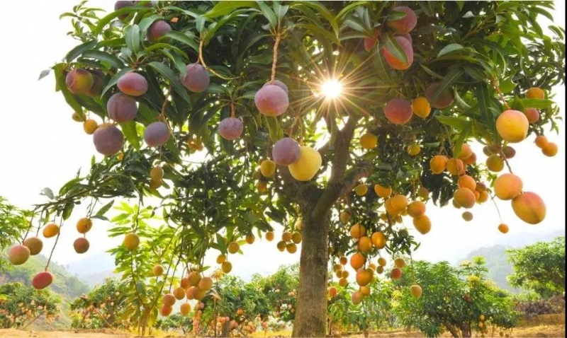 COP15生态文明论坛发布推广华坪县“绿水青山就是金山银山”实践模式与典型案例 (5).jpg