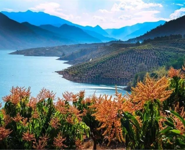 COP15生态文明论坛发布推广华坪县“绿水青山就是金山银山”实践模式与典型案例 (6).jpg