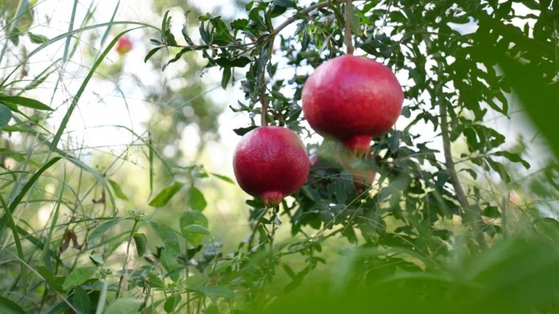 中央媒体、中国银行业协会、中国农业银行到永胜县调研采访 (2).jpg