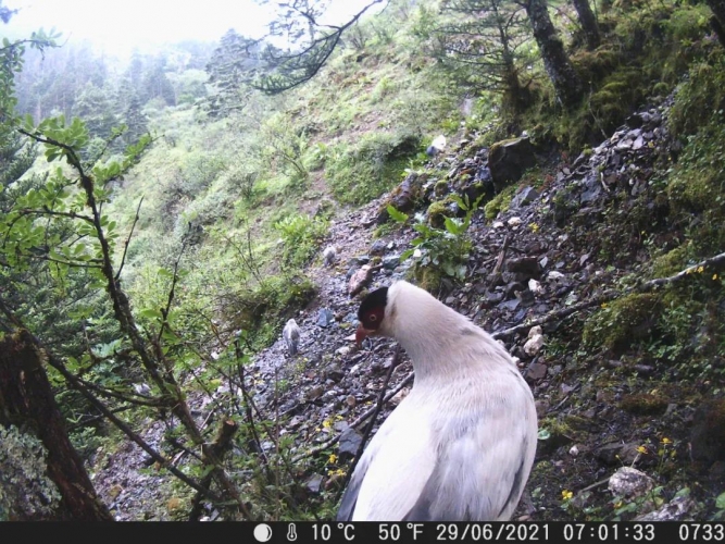 丽江首次拍摄到国家二级保护动物白马鸡丽江亚种 (1).jpg