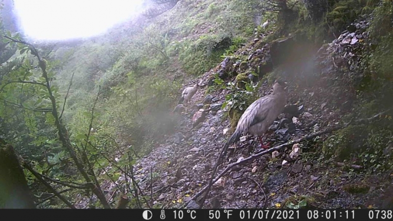 丽江首次拍摄到国家二级保护动物白马鸡丽江亚种 (2).jpg