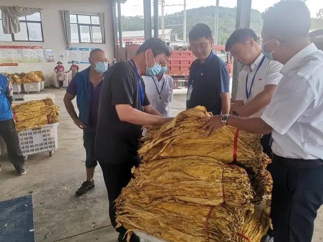 收购烟叶15.8万担，累计实现售烟收入2.34亿元……永胜县烟叶生产促进烟农增收