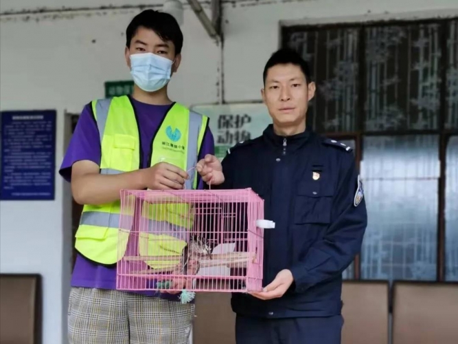 古城区森林警察救起“折翼”小鸟，竟是三有动物！