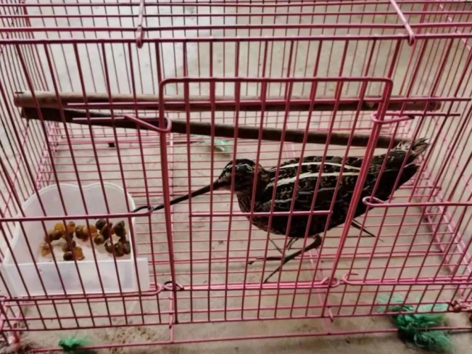 古城区森林警察救起“折翼”小鸟，竟是三有动物！